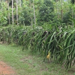 dan-khao-koh-chang-dragonfruit-orchard