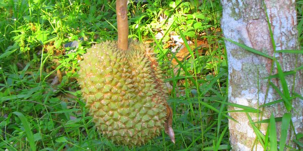 durian-thai-fruit-koh-chang-salak-phet