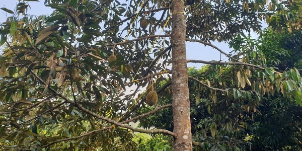 durian-tree-koh-chang