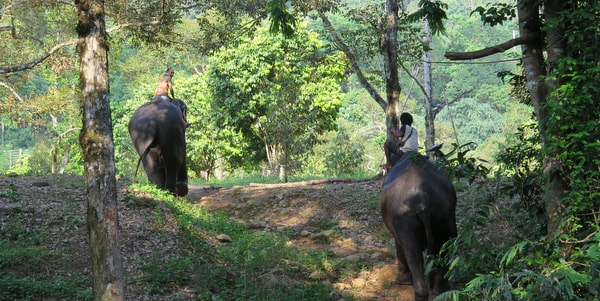 elephants trekking ban chang thai koh chang