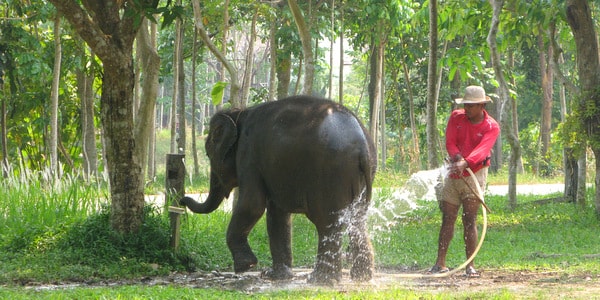 elephant and mahout ban konn chang koh chang