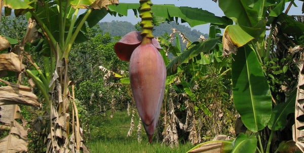 bananas-flower-koh-chang