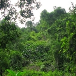 canopy-klong-neung-waterfall-koh-chang