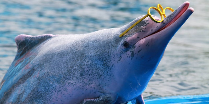 dolphins oasis sea world laem sing chantaburi