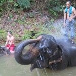 elephant-trekking-koh-chang-ban-kwan-chang