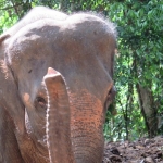 elephant-trekking-koh-chang-ban-kwan-chang