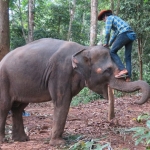 elephant-trekking-koh-chang-ban-kwan-chang