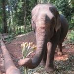 elephant-trekking-koh-chang-ban-kwan-chang