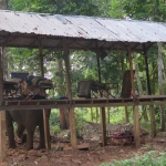 elephant-trekking-koh-chang-ban-kwan-chang