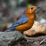 koh-chang-bird-watching
