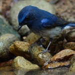 koh-chang-bird-watching