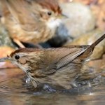 koh-chang-bird-watching