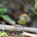 koh-chang-bird-watching