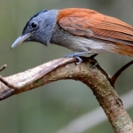 koh-chang-bird-watching