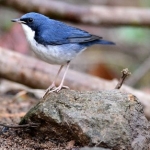 koh-chang-bird-watching