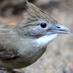 koh-chang-bird-watching