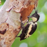 koh-chang-bird-watching