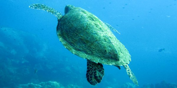 sea turtle koh chang diving