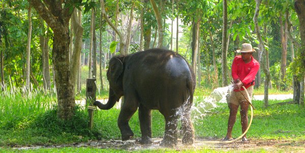 Koh Chang Elephant at Ban Kwan Chang