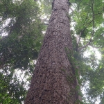 koh-chang-treks-than-mayom-klong-plu