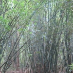 koh-chang-treks-than-mayom-klong-plu