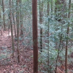 koh-chang-treks-than-mayom-klong-plu