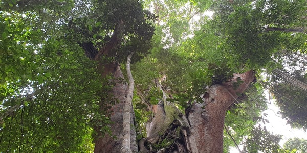 ancient tree koh kood