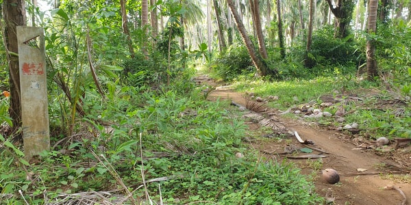 koh mak trail turtle beach