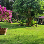 land-house-sale-south-east-koh-chang-garden-1