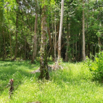 land-house-sale-south-east-koh-chang-view-rear-1