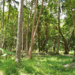 land-house-sale-south-east-koh-chang-view-rear-2