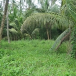 seafront-land-sale-east-coast-3-rai-koh-chang-3