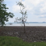 seafront-land-sale-east-coast-3-rai-koh-chang-5