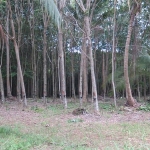 seafront-land-sale-east-coast-3-rai-koh-chang-6