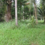 seafront-land-sale-east-coast-3-rai-koh-chang-7