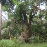 seafront-land-sale-east-coast-3-rai-koh-chang-9