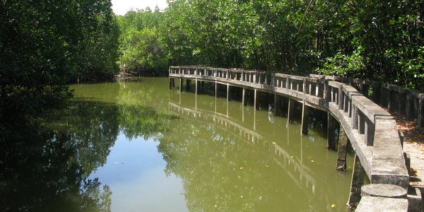 salak khok mangroves