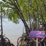 salak-phet-mangroves-walkway-red-bridge-baan-na-nai-koh-chang-3