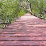 salak-phet-mangroves-walkway-red-bridge-baan-na-nai-koh-chang-8