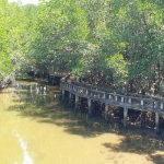 mangroves-walkway-salak-khok-koh-chang-1