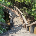 mangroves-walkway-salak-khok-koh-chang-2