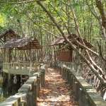 mangroves-walkway-salak-khok-koh-chang-3