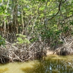 mangroves-walkway-salak-khok-koh-chang-4