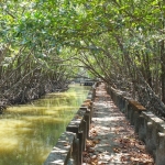 mangroves-walkway-salak-khok-koh-chang-5