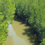 mangroves-walkway-salak-khok-koh-chang-6