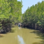 mangroves-walkway-salak-khok-koh-chang-7