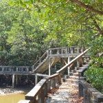 mangroves-walkway-salak-khok-koh-chang-9