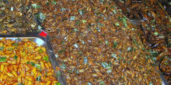 Salak Phet Koh Chang temple fair thai insects