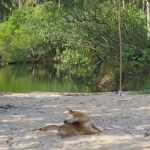 wai-chek-beach-koh-chang