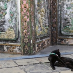 wat-arun-bangkok-cat